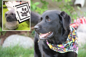 STAMP-PET-Therapy-Dog